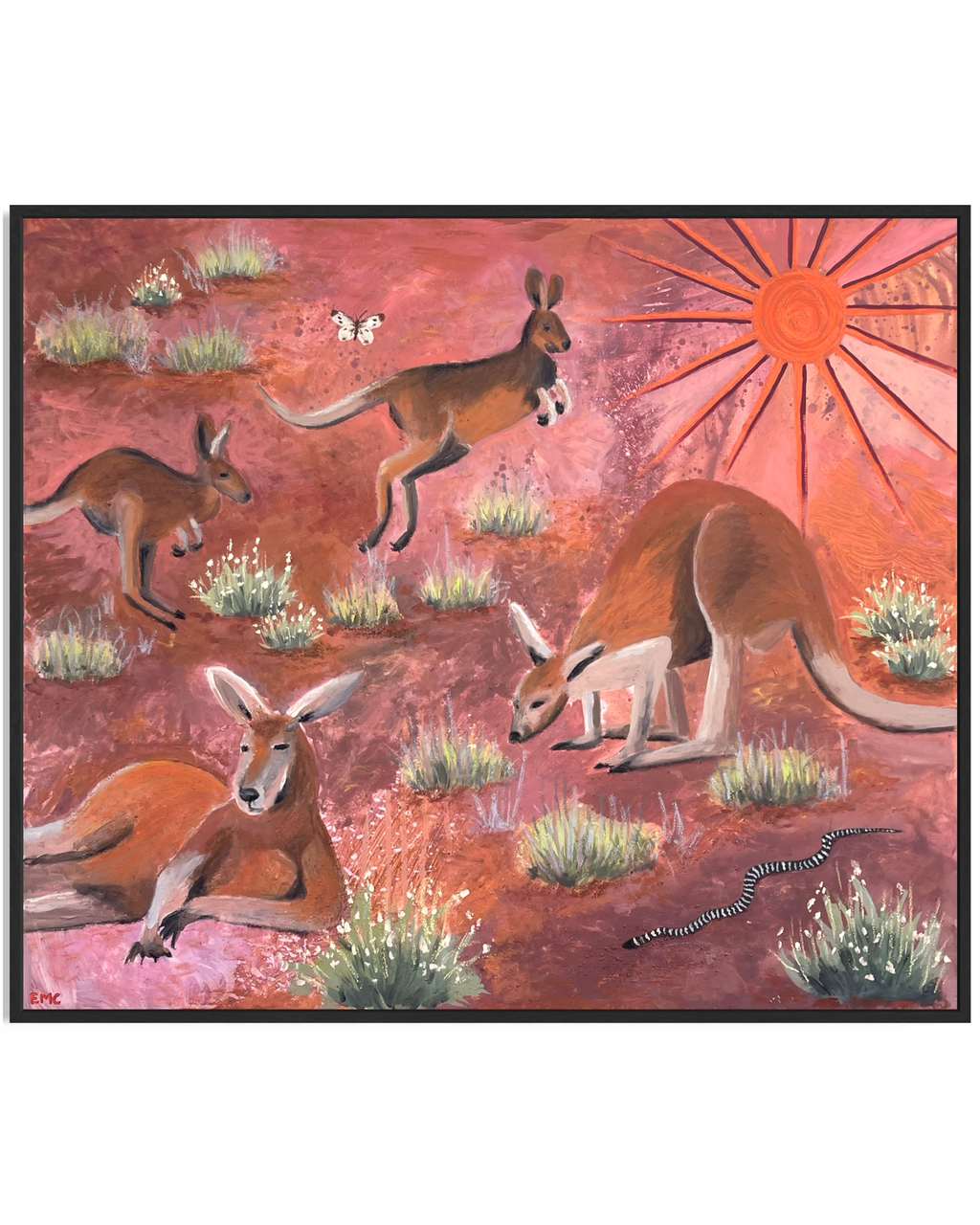 The Australian Red kangaroo (Macropus rufus)
