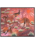 The Australian Red kangaroo (Macropus rufus)
