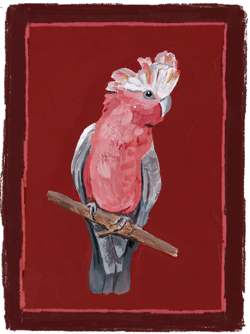 GALAH - Women's t-shirt
