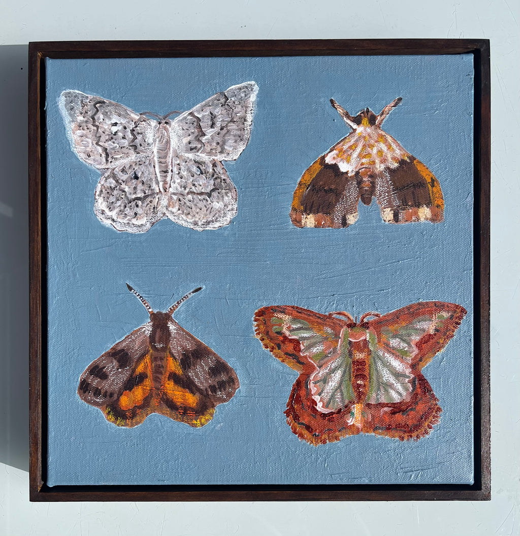 Moths of Meanjin