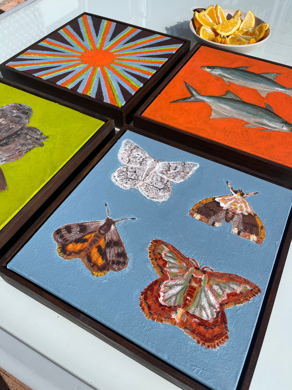 Moths of Meanjin
