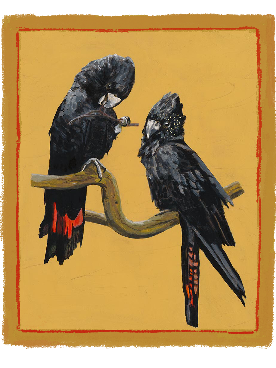 BLACK COCKATOOS - men’s t-shirt