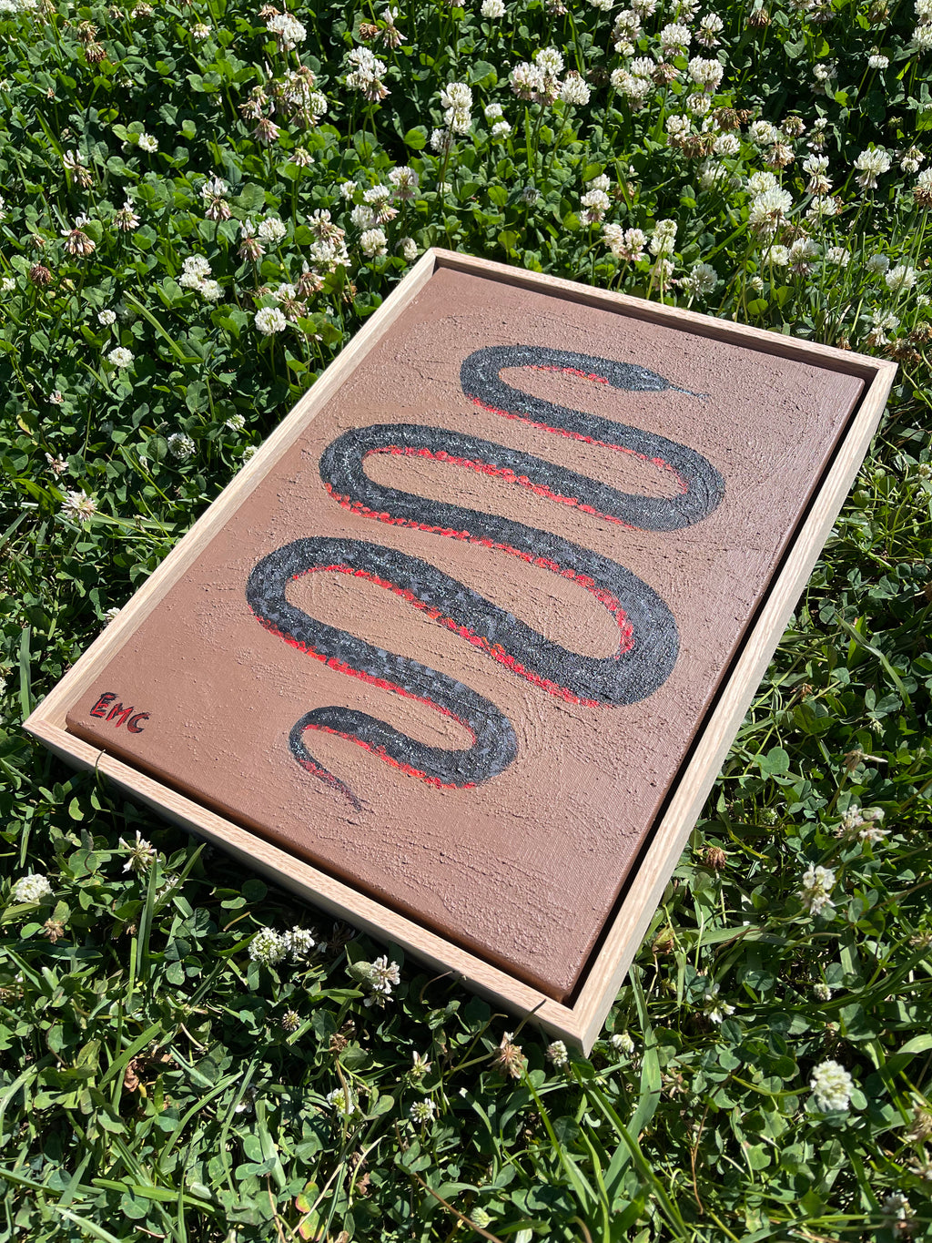 Red-bellied black snake