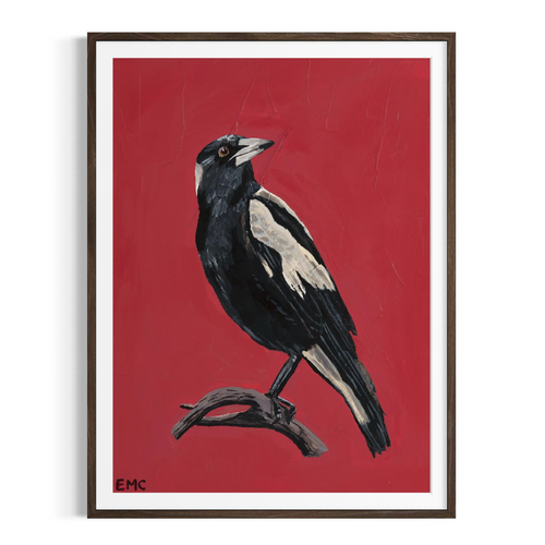 Australian Magpie - Paper PRINT (Framed/unframed)