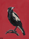 Australian Magpie - Paper PRINT (Framed/unframed)