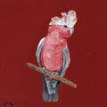 Australian Galah - Paper PRINT (Framed/unframed)
